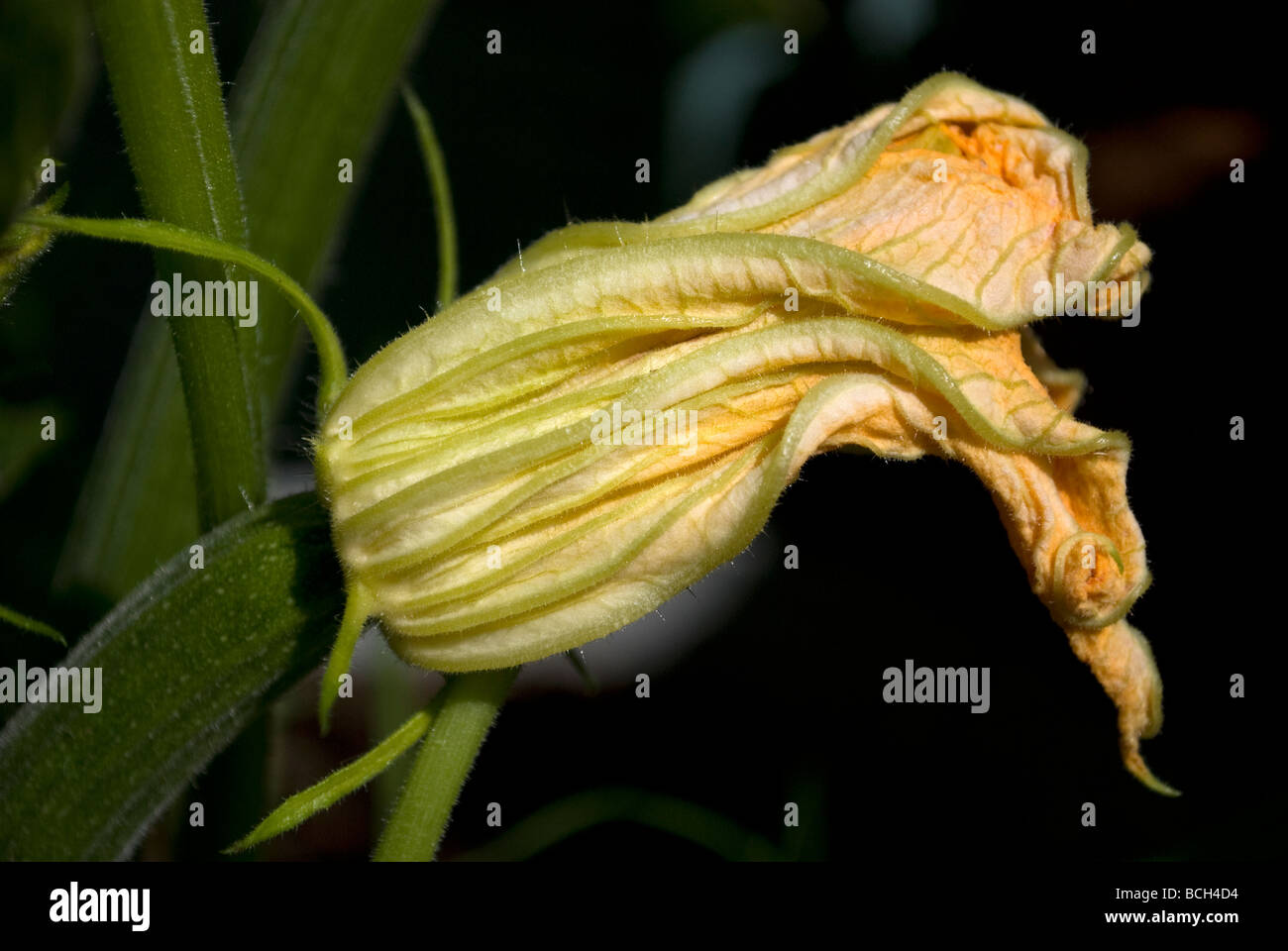 Courgette flower at the end of a growing courgette Stock Photo Alamy