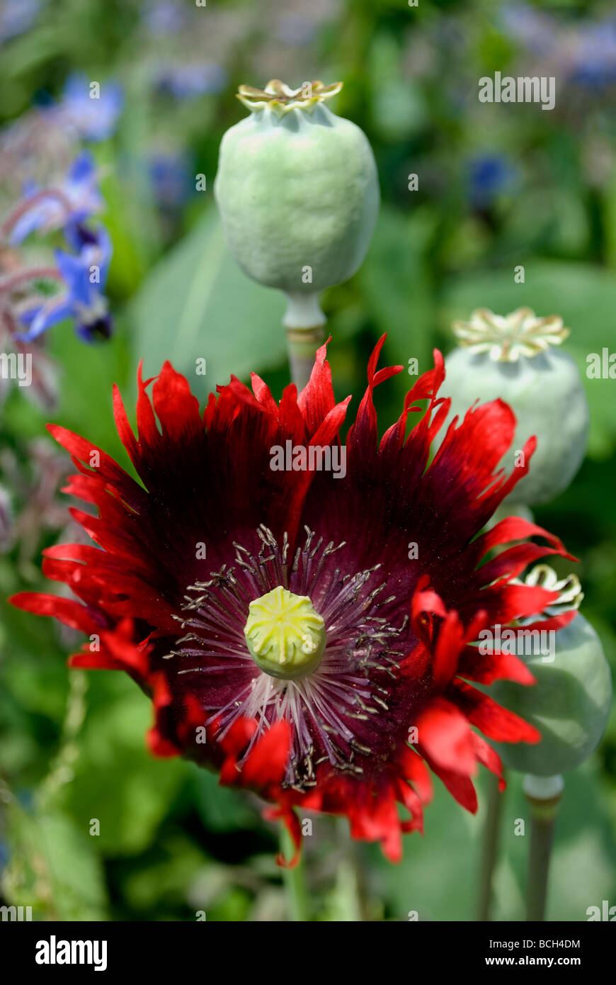 Flowering red poppy with seed pods and borage behind. Stock Photo