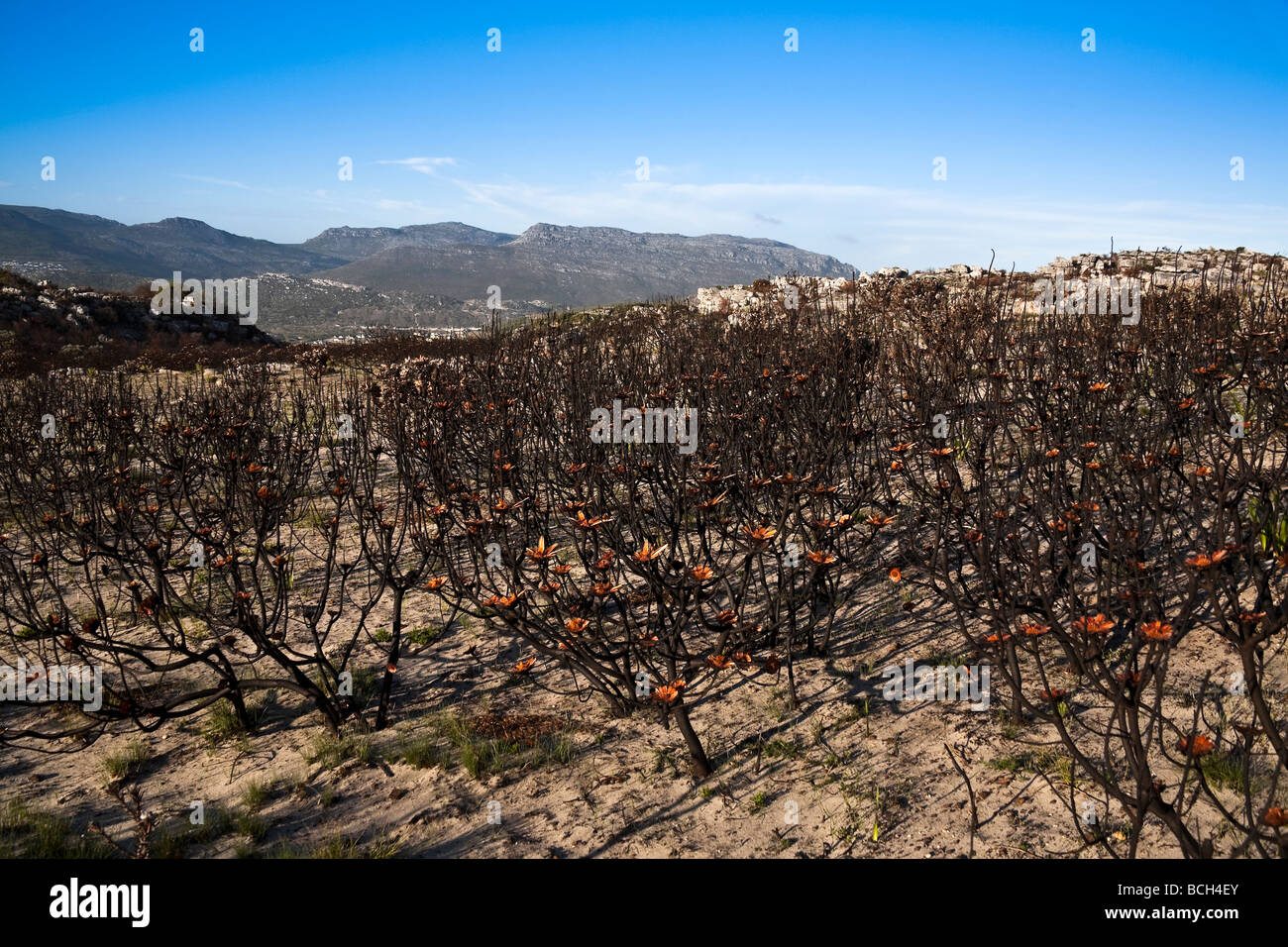 Burnt protea forest, Black Mountain Cape Peninsula Western Cape South Africa Stock Photo