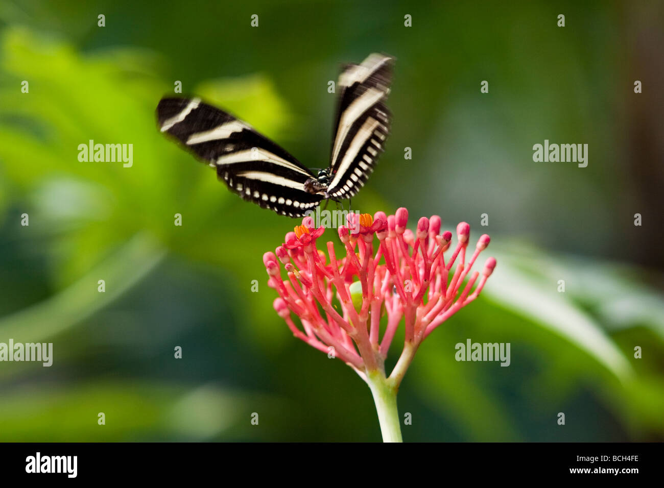 Heliconius charitonia Linnaeus Lepidoptera Butterfly Stock Photo