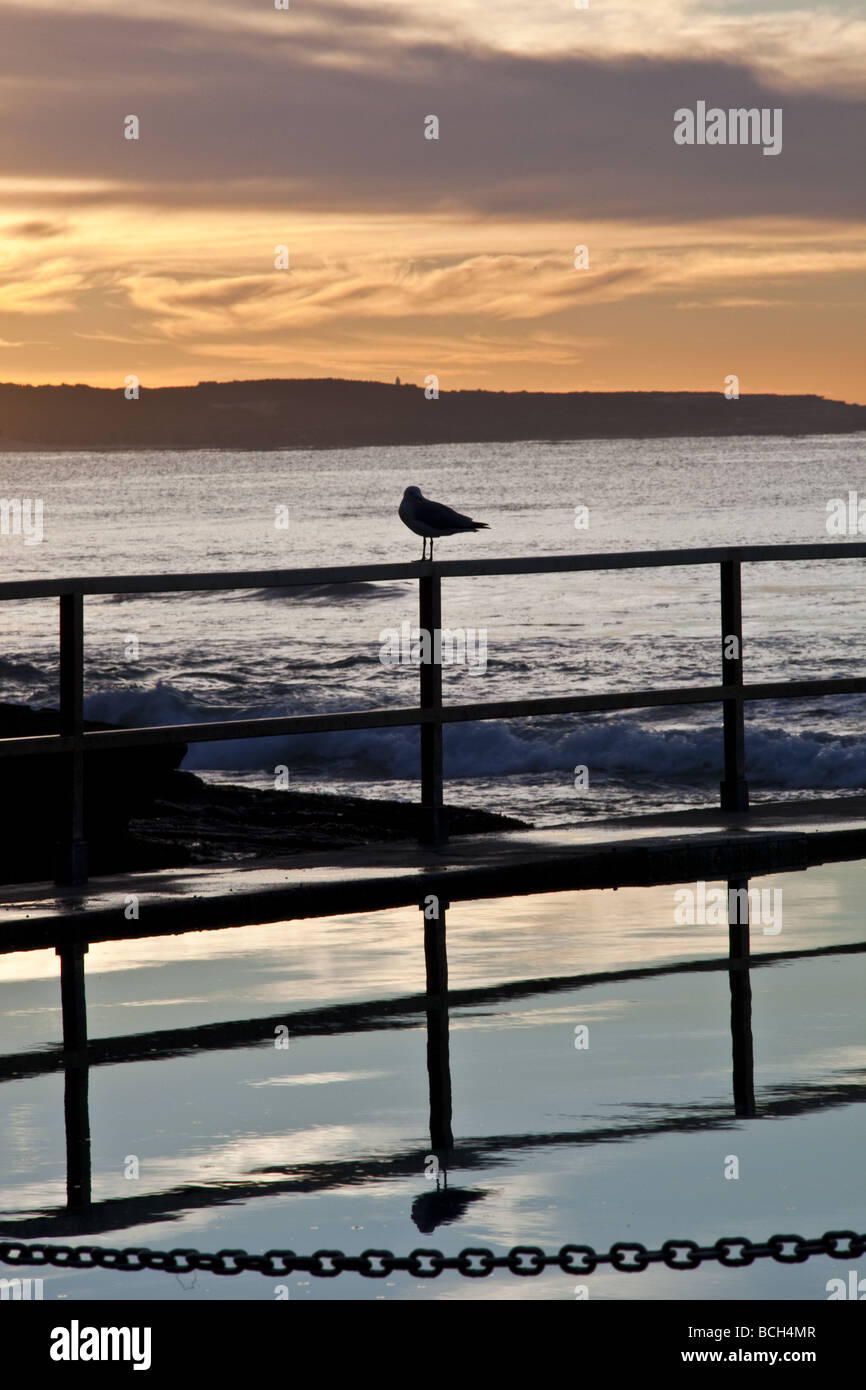seagull morning silhoutte Stock Photo
