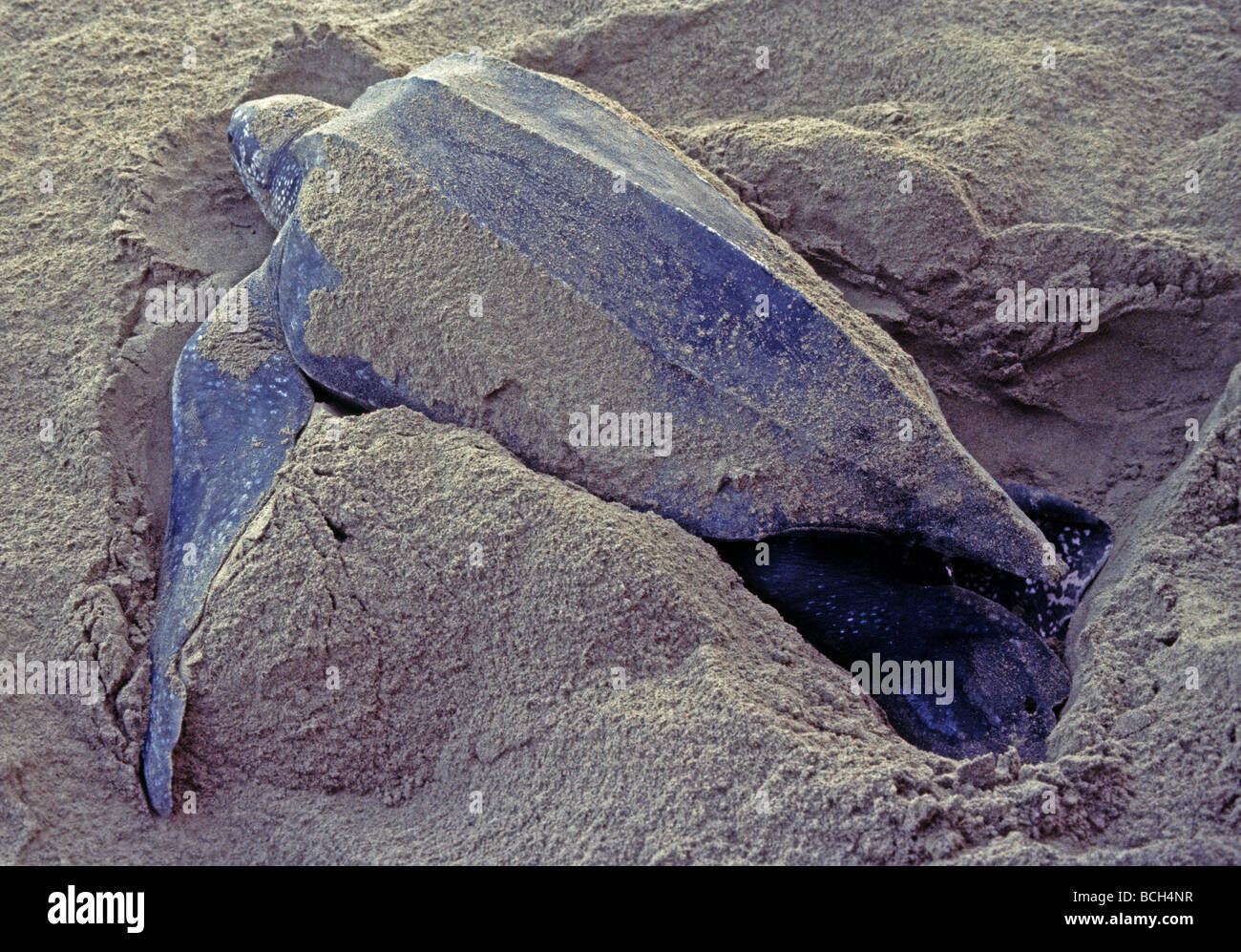 leatherback turtle Dermochelys coriacea lays eggs on a Tobago beach ...