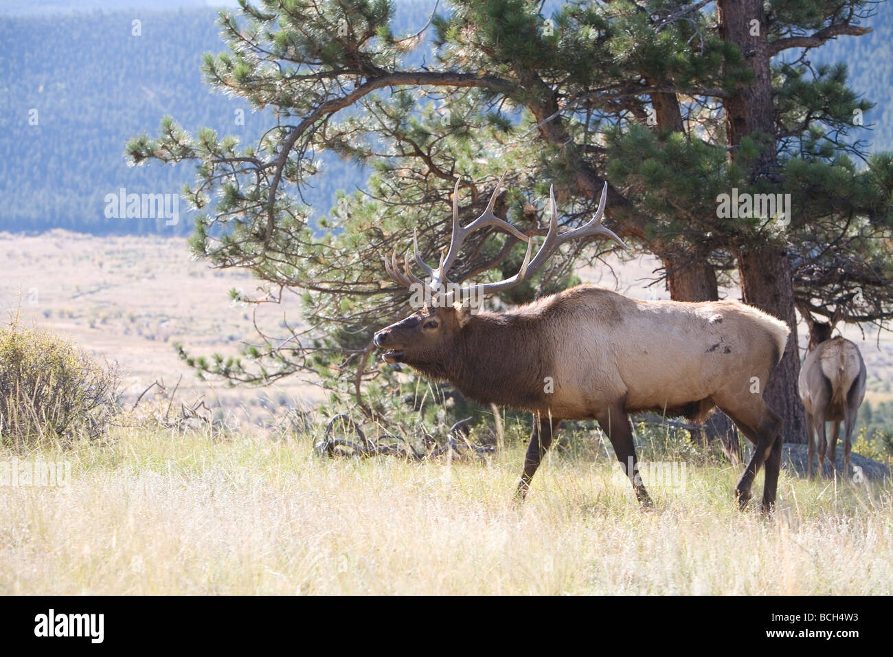Elk bugling in Estes Park, Colorado in the fall Stock Photo Alamy