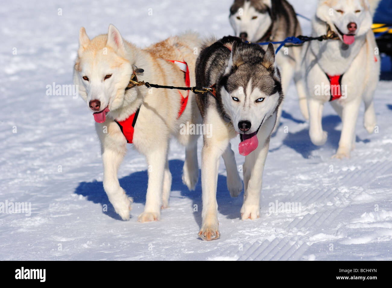 Details of a Malamute sled dog team in full action heading towards the ...