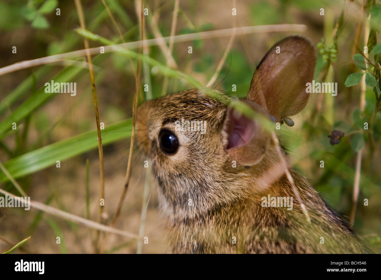Baby rabbit tries to hide in the grass from the big bad photographer
