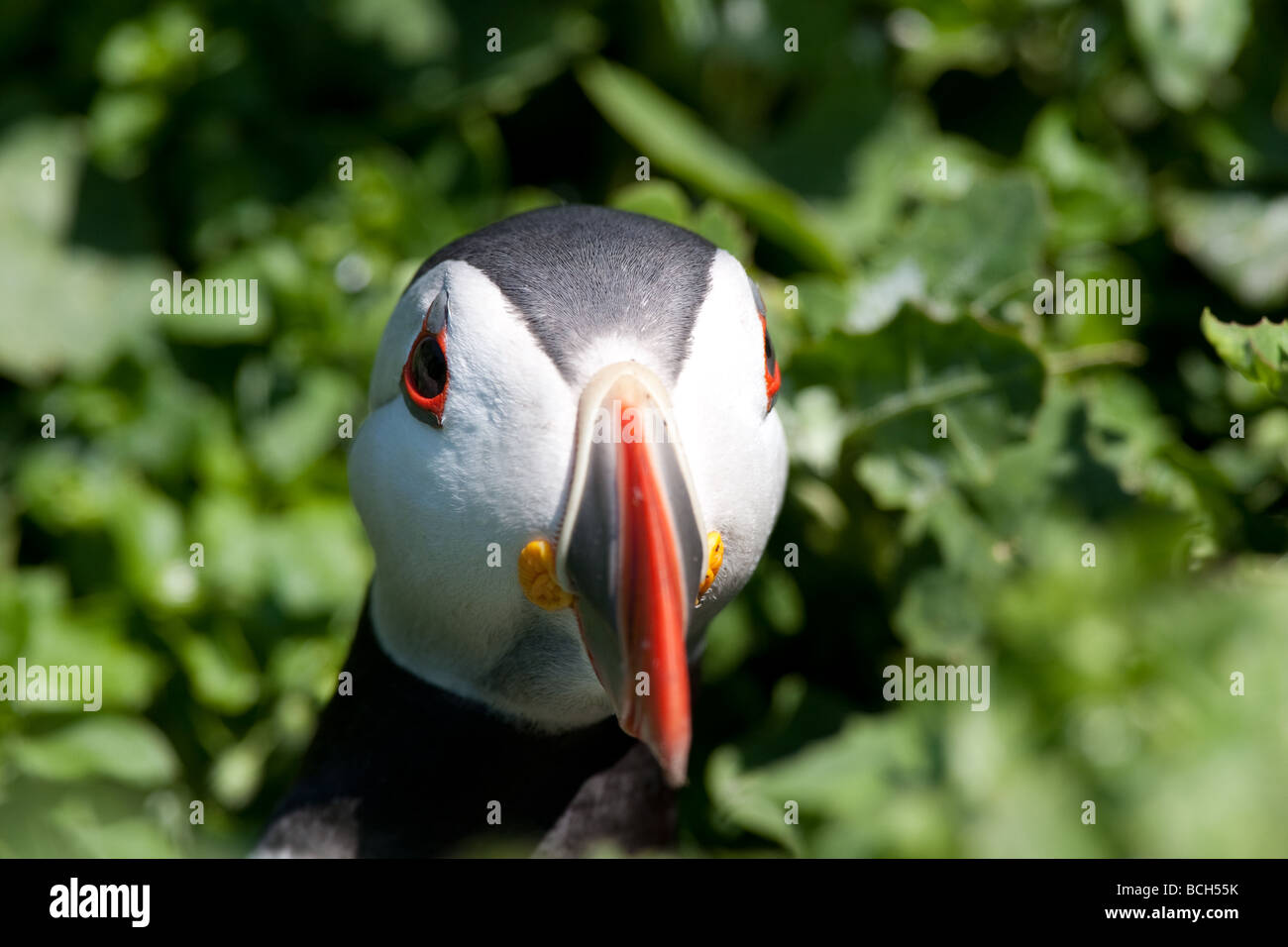 Atlantic Puffin on the Farne Islands off the coast of NorthEast