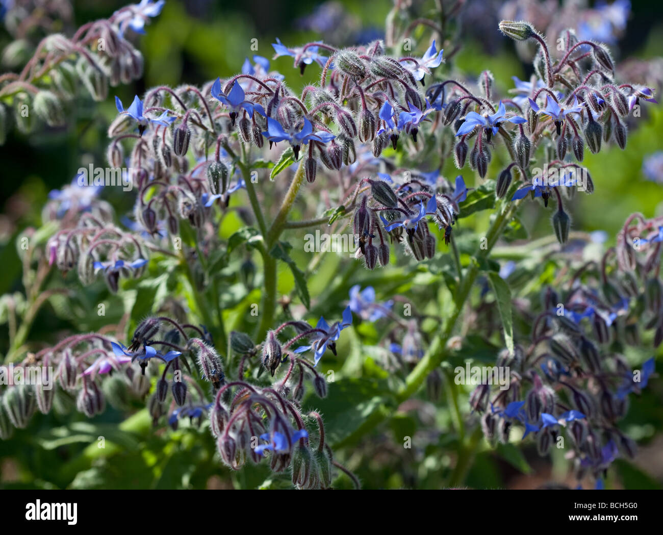 Blue flowers of borage borago officinalis hi-res stock photography and ...