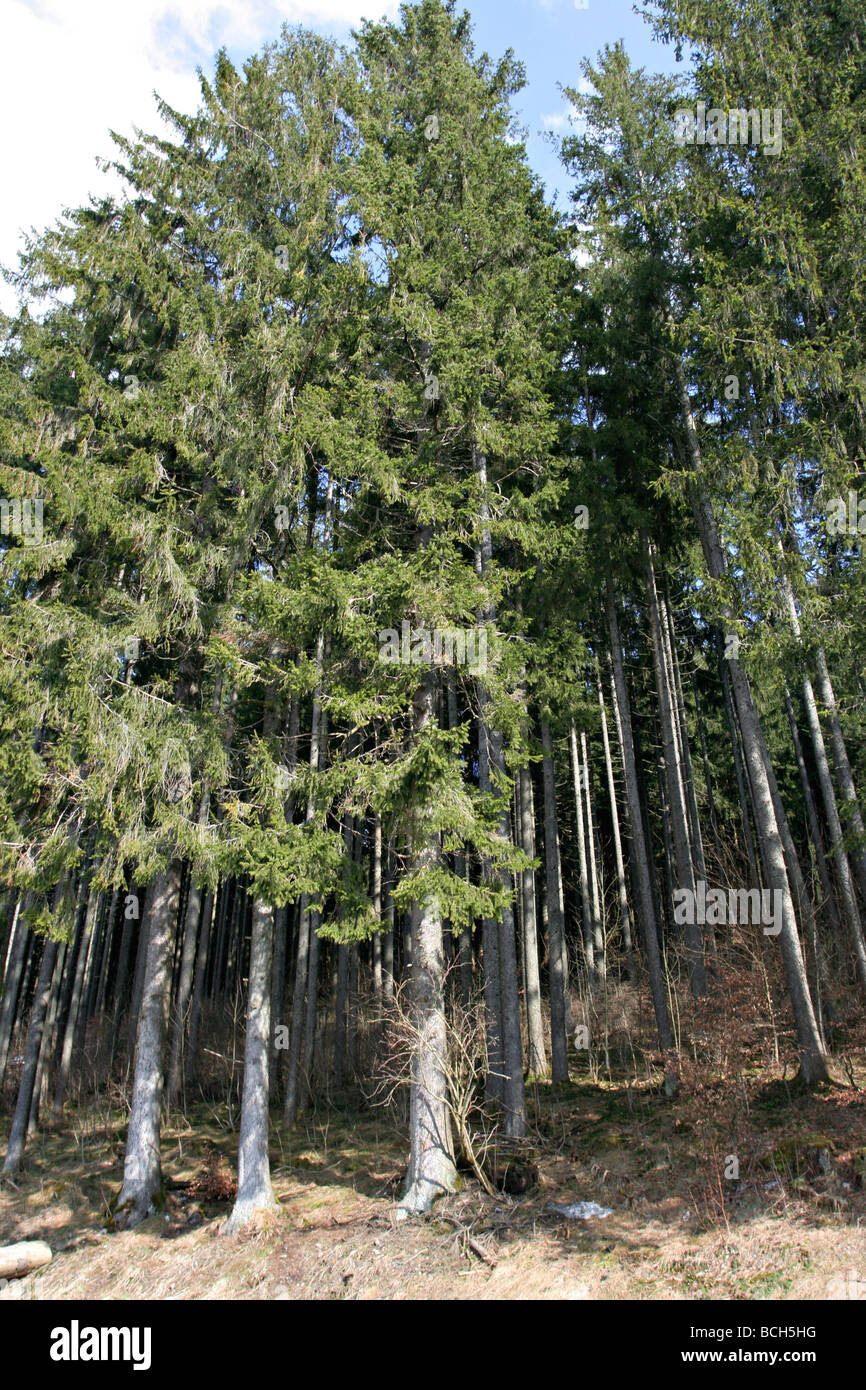 Pine trees in the black forest at Titisee in Germany Stock Photo