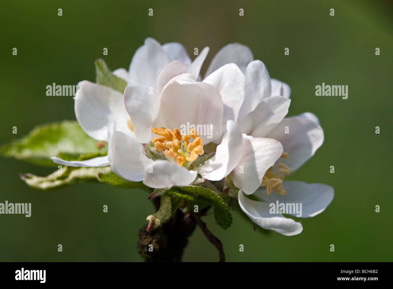 Malus - apple blossom, variety 'Discovery' Stock Photo