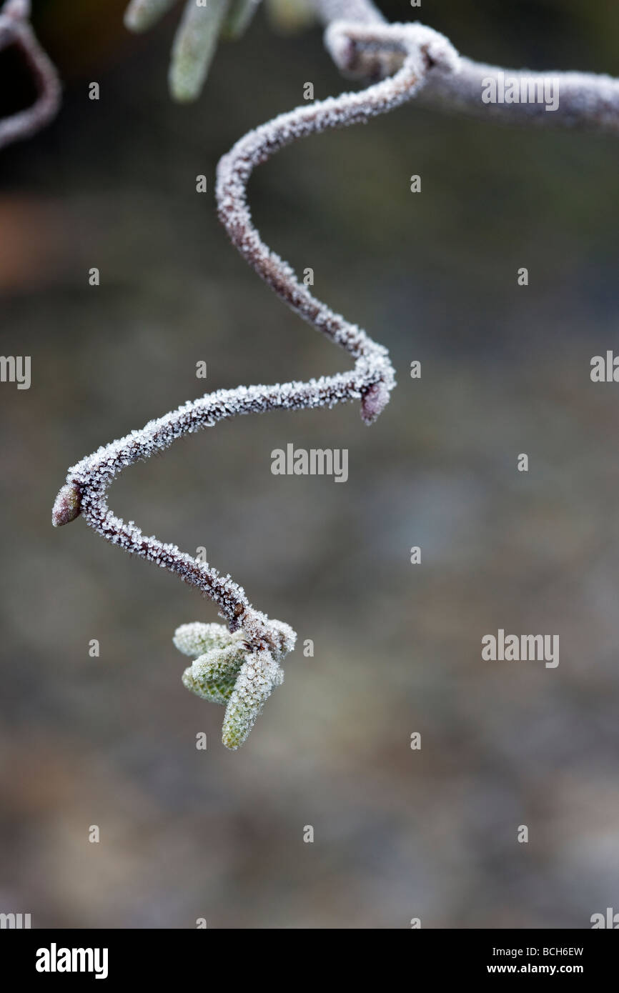 Corylus avellana 'Contorta' in frosty weather Stock Photo