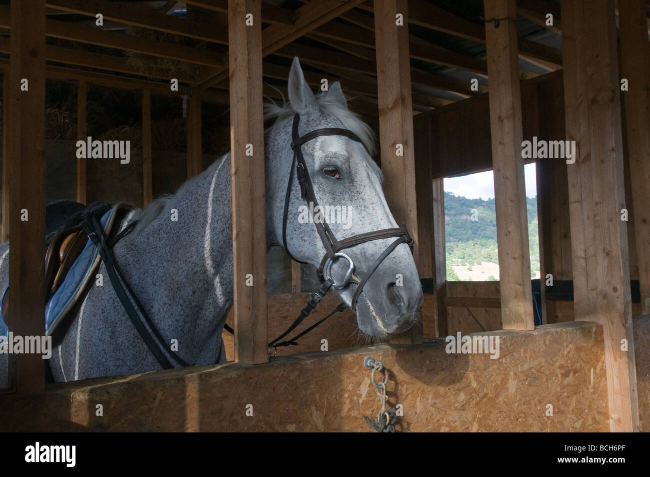 Staled horse, Cyprus Stock Photo