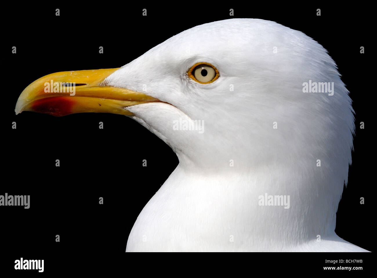 Portrait of a Herring Gull (Larus argentatus). Stock Photo