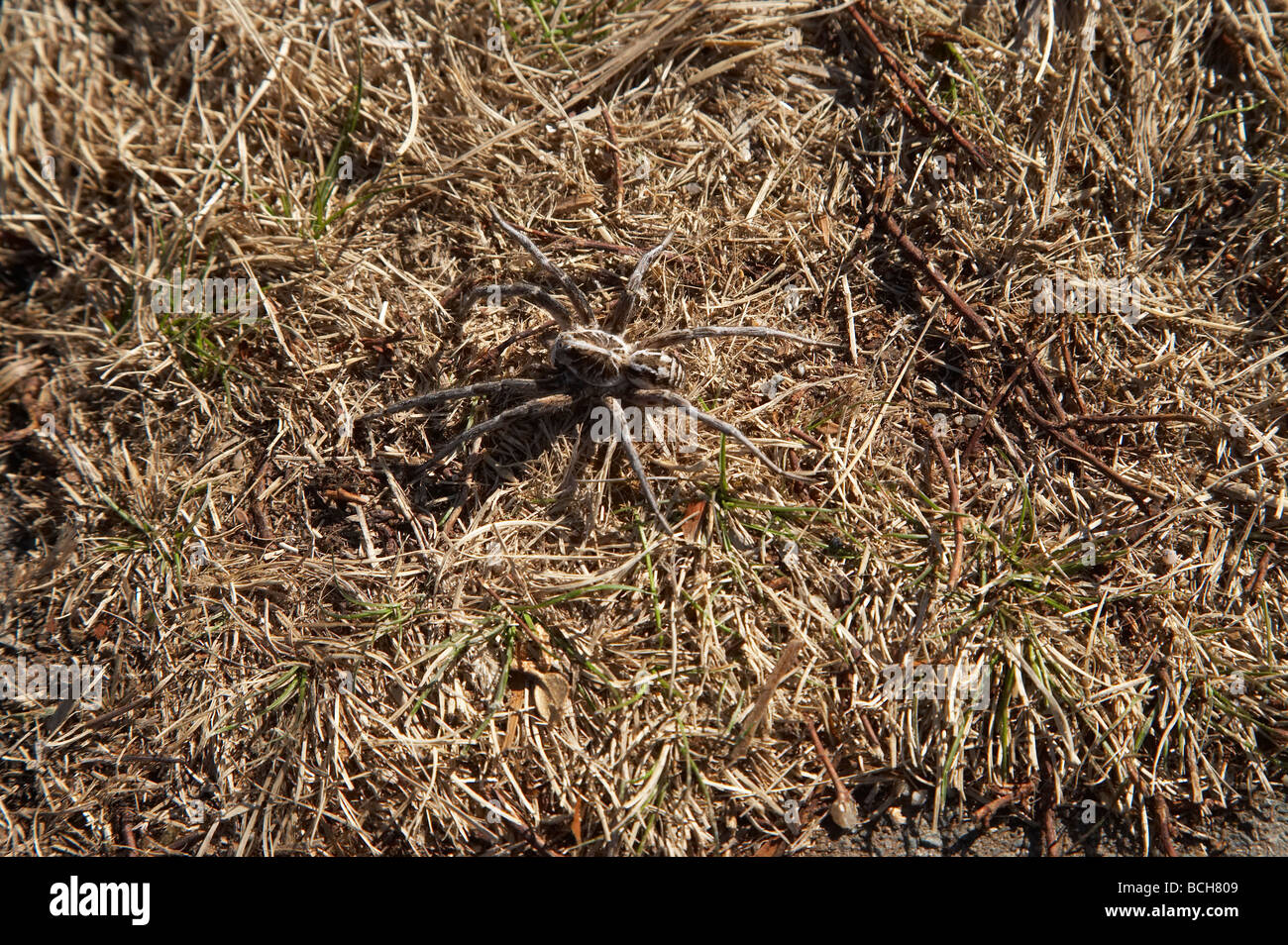 Wolf Spider Kosciuszko National Park Snowy Mountains New South Wales Australia Stock Photo