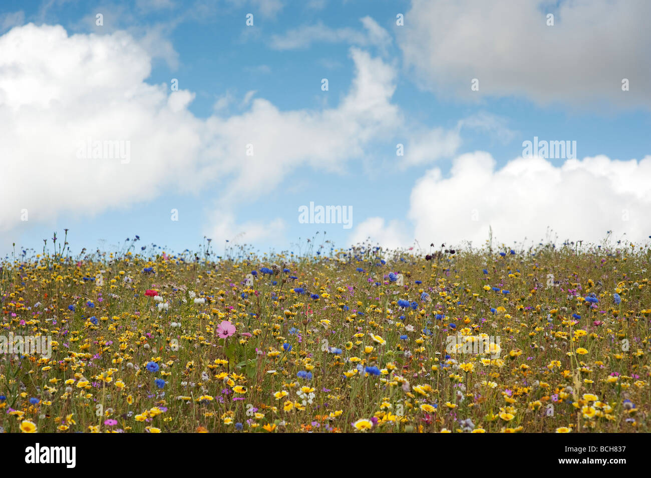 Wildflowers in the english countryside. England Stock Photo