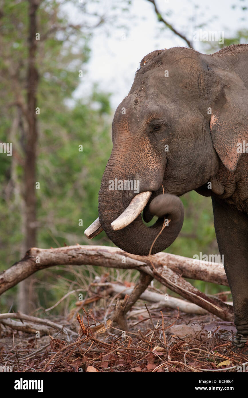 res stock photography and images Biology Diagrams