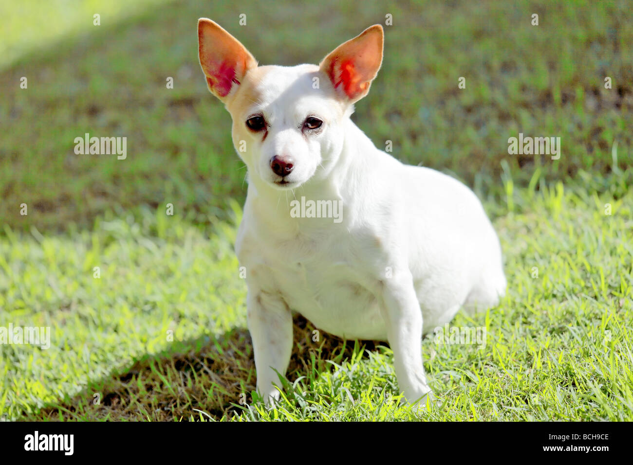 Chihuahua Jack Russell High Resolution Stock Photography and Images - Alamy