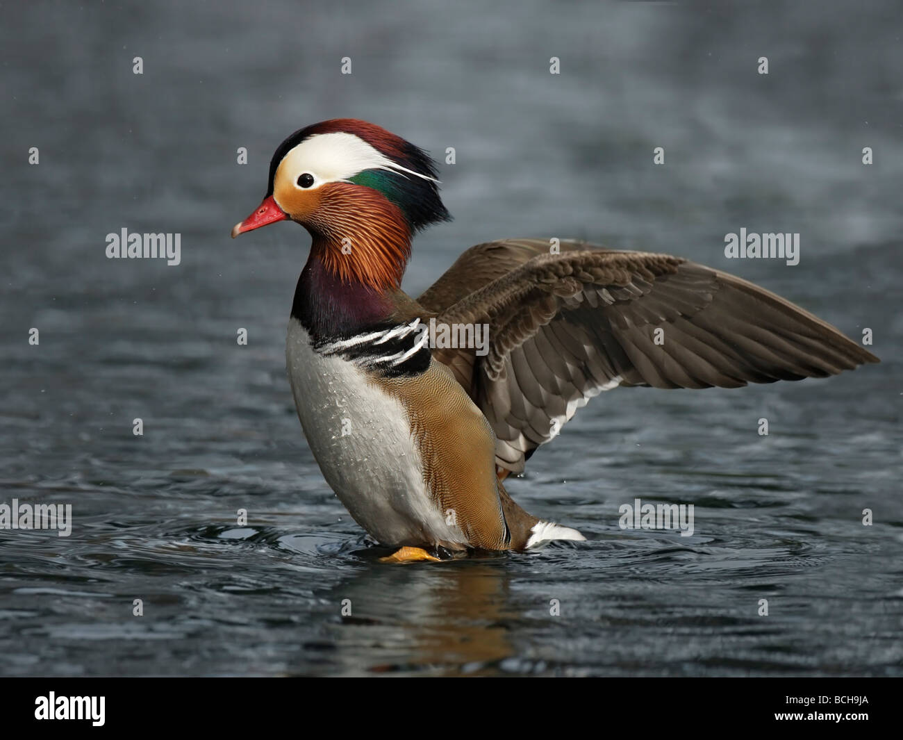 Mandarin duck ,Aix galericulata, male stood up on water with wings stretched Stock Photo