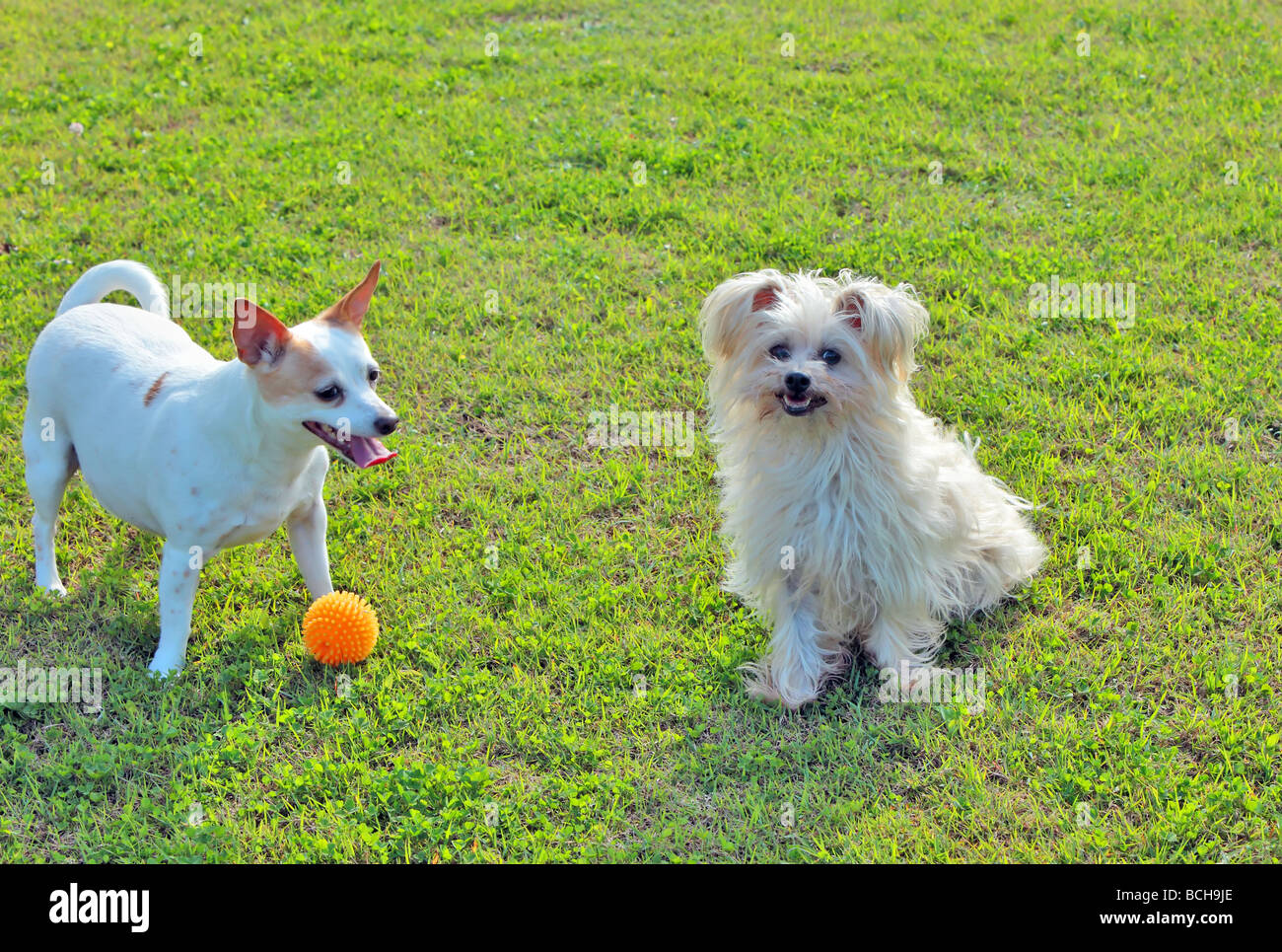Small jack russell cross chihuahua dog on green grass and a small Australian silky terrier dog with a ball at play Stock Photo