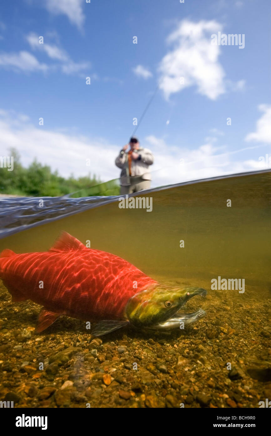 Close up of sockeye salmon in river with fly fisherman in background Alagnak River, Katmai National Park, Alaska, Composite Stock Photo