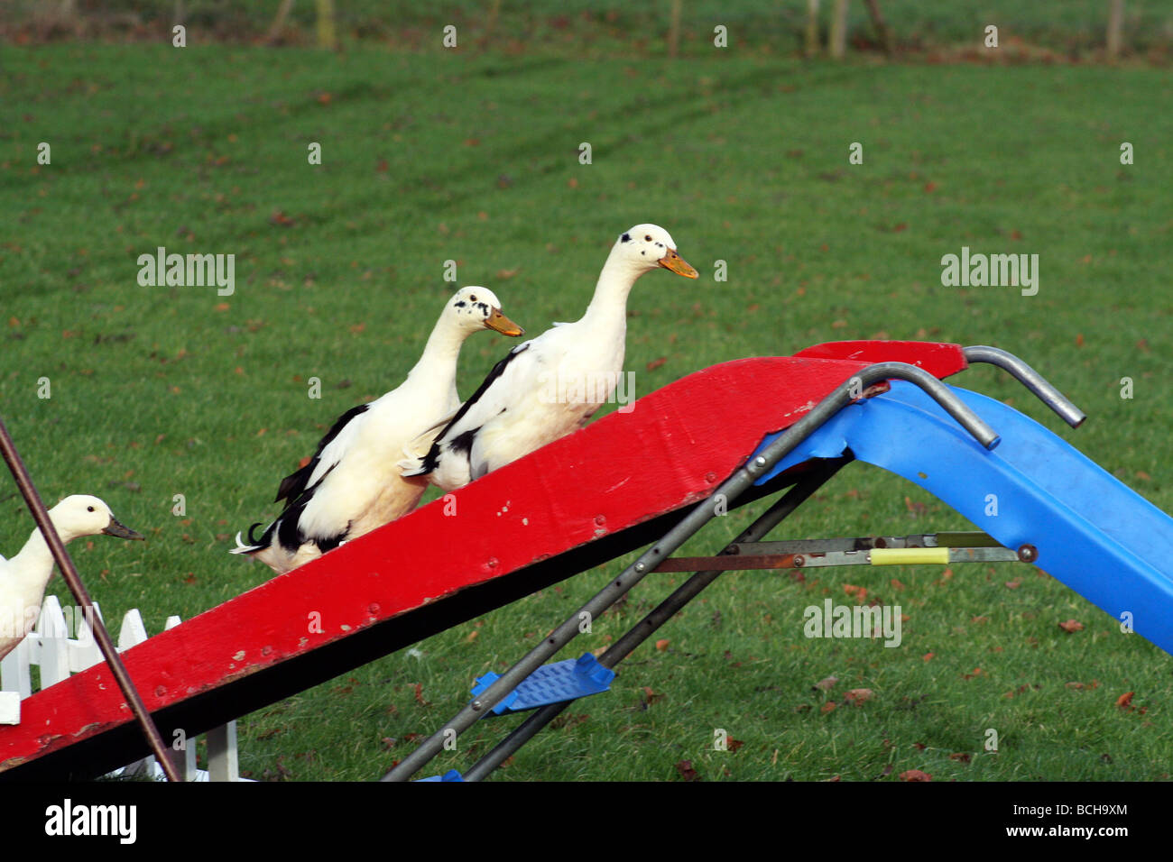 Trained ducks enjoy a slide Stock Photo Alamy