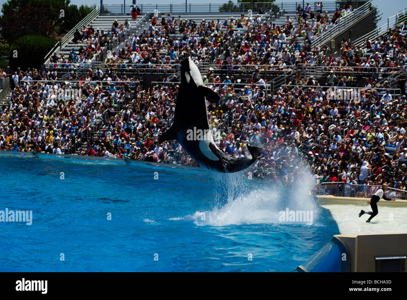 An Orca jumps out of the water and attempts to splash the audience while a trainer runs away. Stock Photo