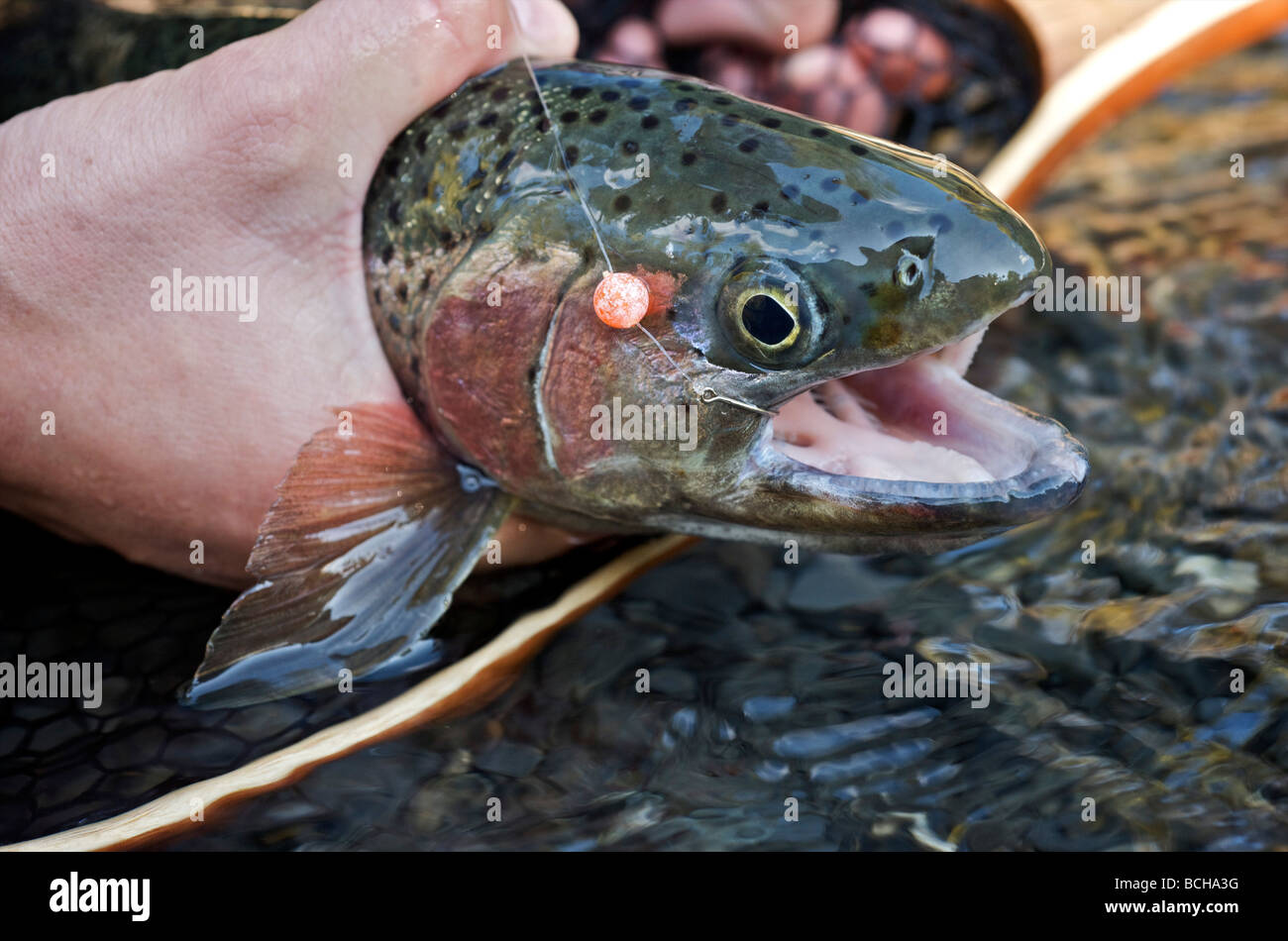 Woman holding rainbow trout hi-res stock photography and images - Alamy
