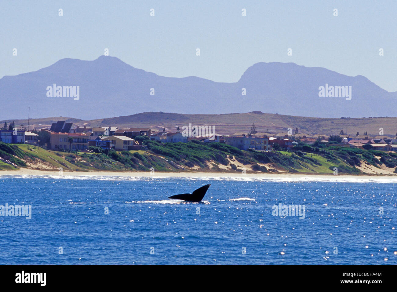 Southern Right Whale near Coast Balaena glacialis Mossel Bay Western Cape Province South Africa Stock Photo