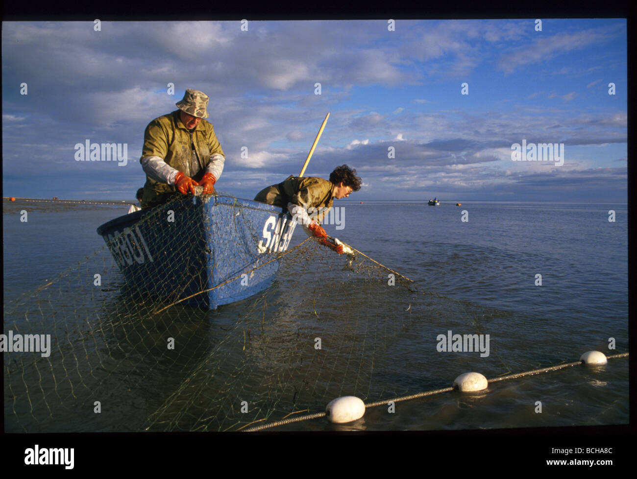 Pulling salmon from net Bristol Bay Southwest Alaska summer scenic Stock Photo