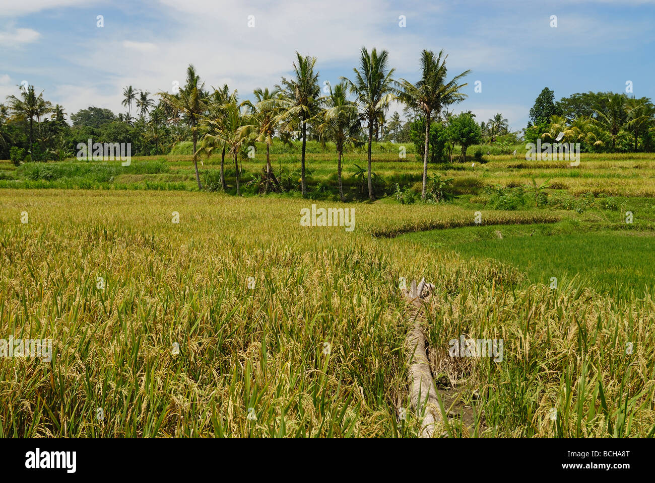 Rice Field Bali Indonesia Stock Photo - Alamy
