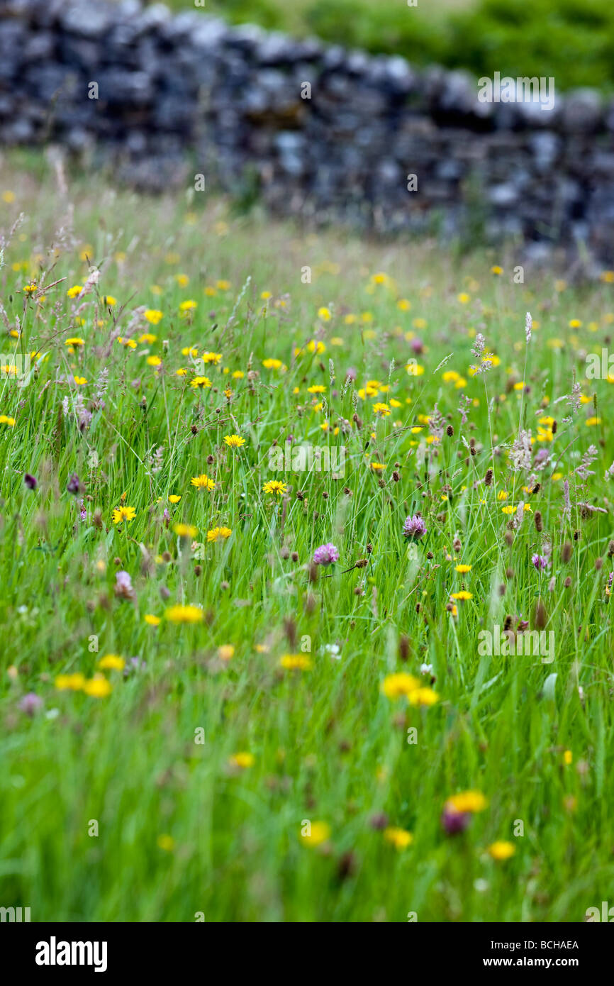 An flower filled English summer meadow in the Yorkshire Dales Stock Photo