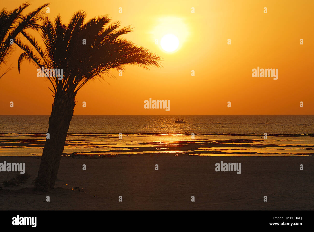 Palm Trees at Sunset Marsa Alam Red Sea Egypt Stock Photo