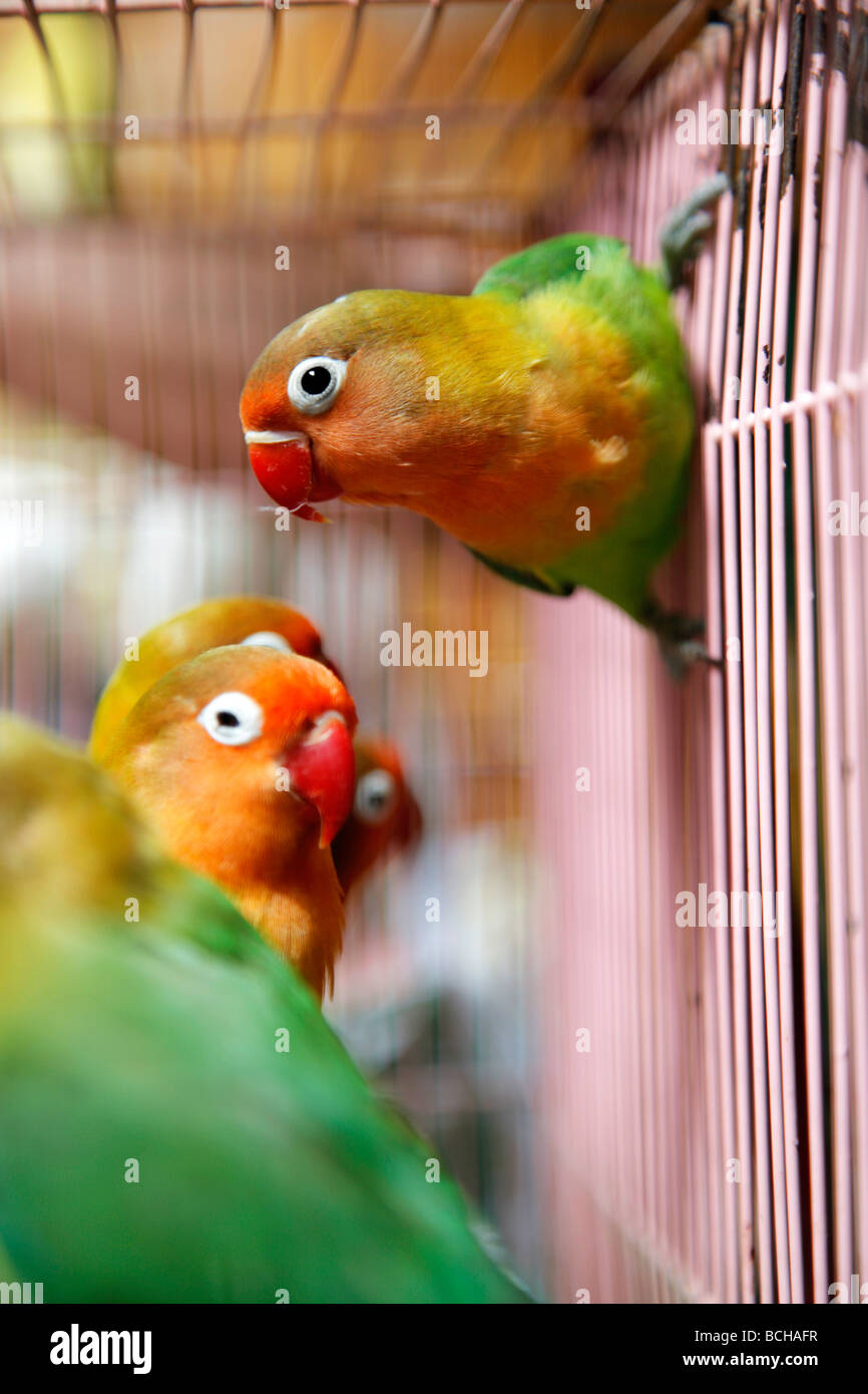Caged Fischer's Lovebirds Agapornis fischeri in the Hong Kong bird market Stock Photo