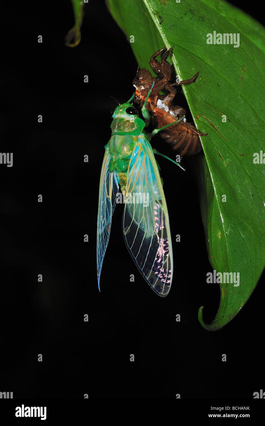 Cicada emerging from nymphal case Cicada spec Corcovado Nationalpark Costa Rica Stock Photo