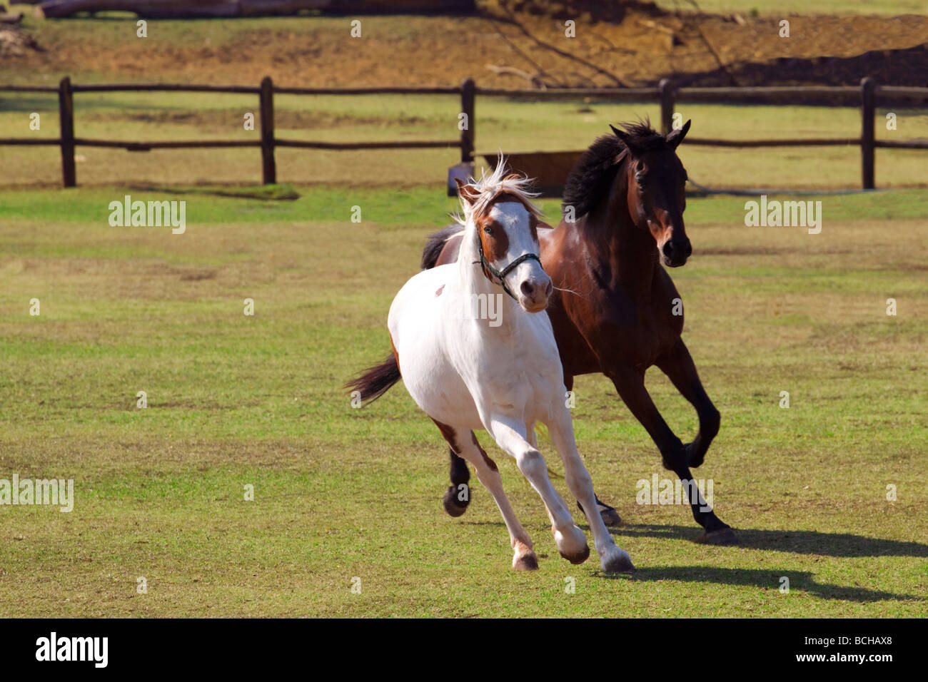 Two horses running Stock Photo