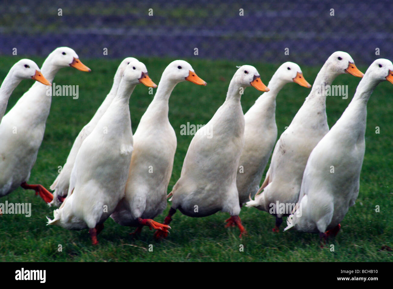 Indian runner duck hires stock photography and images Alamy