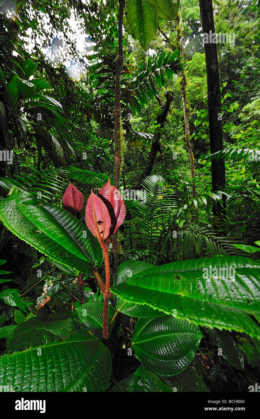 Vegetation in Rainforest Corcovado Nationalpark Costa Rica Stock Photo