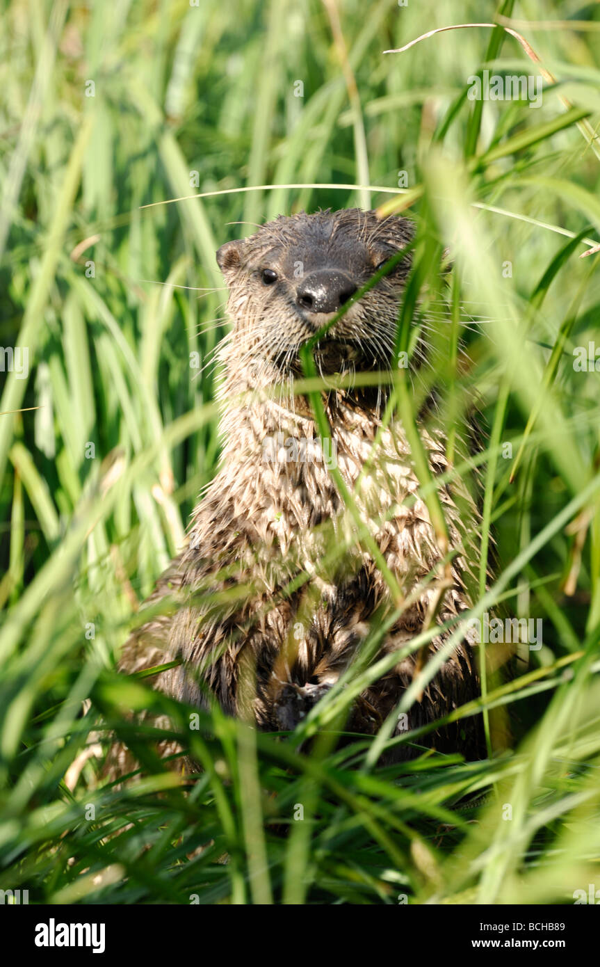Stock photo of a river otter peering from the grass, Yellowstone National Park, Montana, 2009. Stock Photo