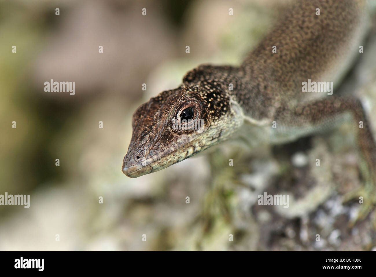 Endemic Malpelo Gecko Phyllodactylus transversalia Malpelo Island UNESCO World Heritage Site Colombia Stock Photo