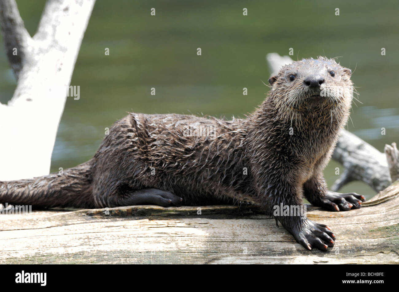 Stock photo of a river otter pup sitting on a log in a lake, Yellowstone National Park, Montana, 2009. Stock Photo