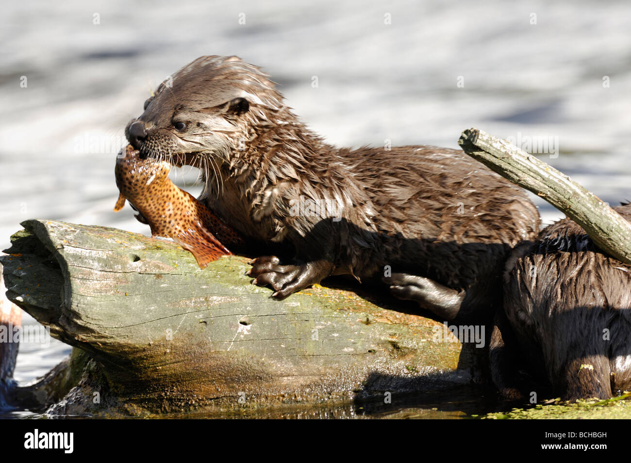 Stock photo of a river otter pup sitting on a log eating a trout, Yellowstone National Park, Montana, 2009. Stock Photo