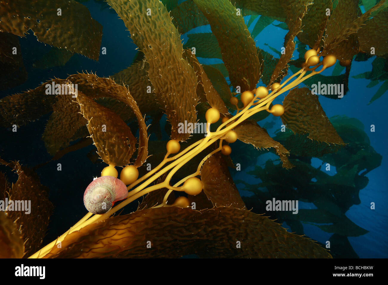 Smooth Turban Snail in Kelpforest Favorite Food for Sea Otter Tegula Stock Photo 24968605 Alamy