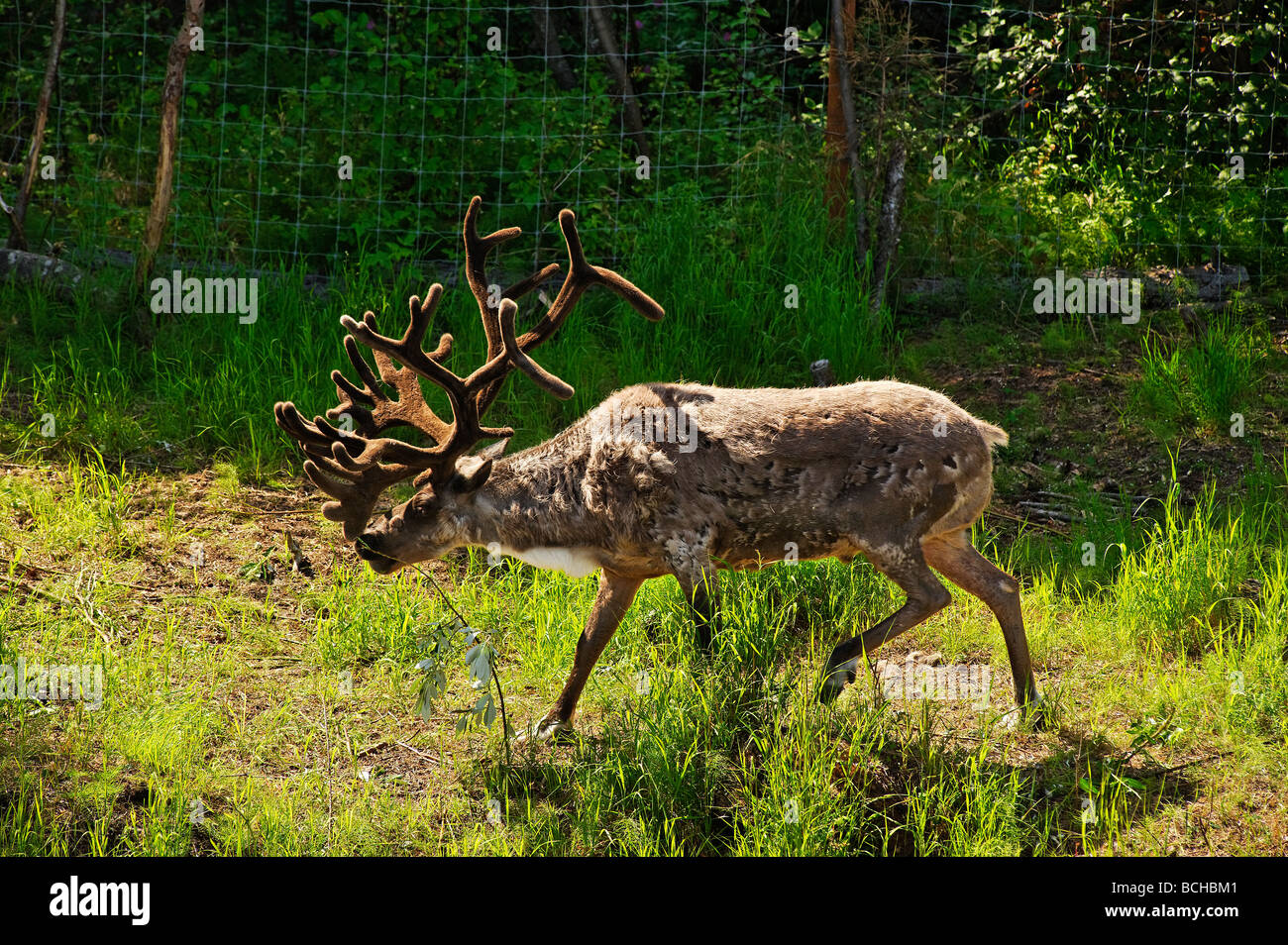 Domesticated reindeer raised for it s meat Alaska Stock Photo