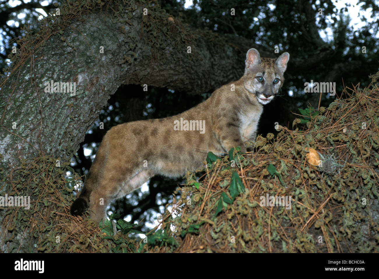 Critically endangered Florida Panther Puma concoler coryi Biscayne National  Park Florida USA Stock Photo - Alamy