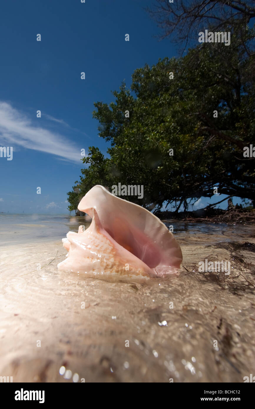 Empty Conch Shell Strombus gigas Florida Keys Florida USA Stock Photo Alamy