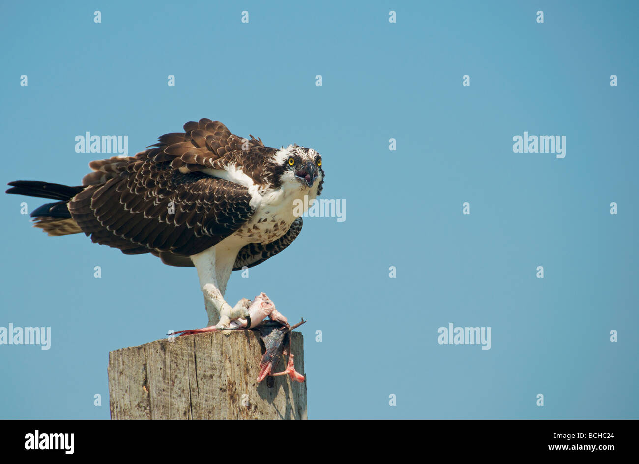 Osprey Watch : Lake District National Park