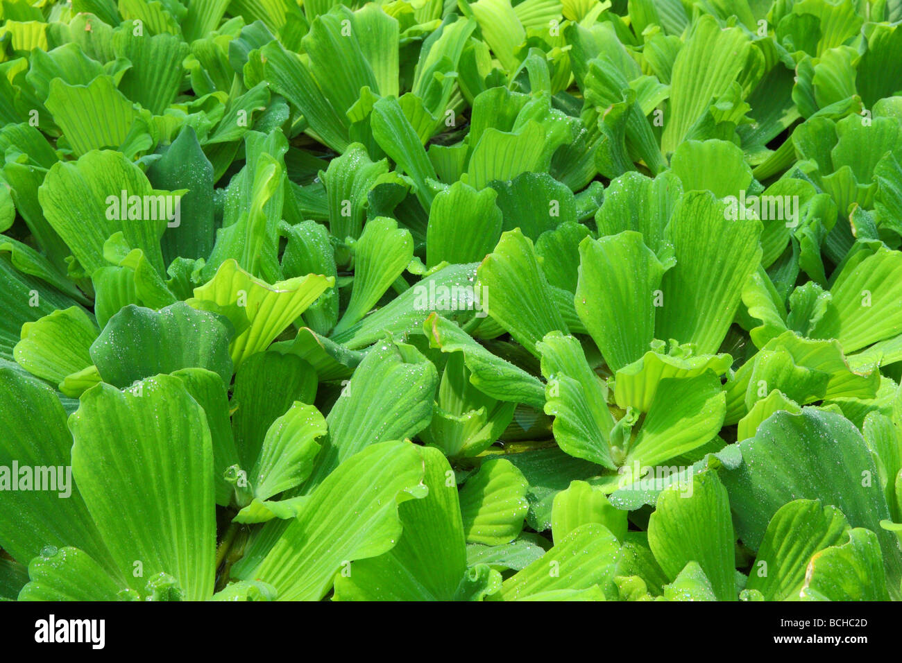 Water lettuce water cabbage shellflower Pistia stratiotes close up