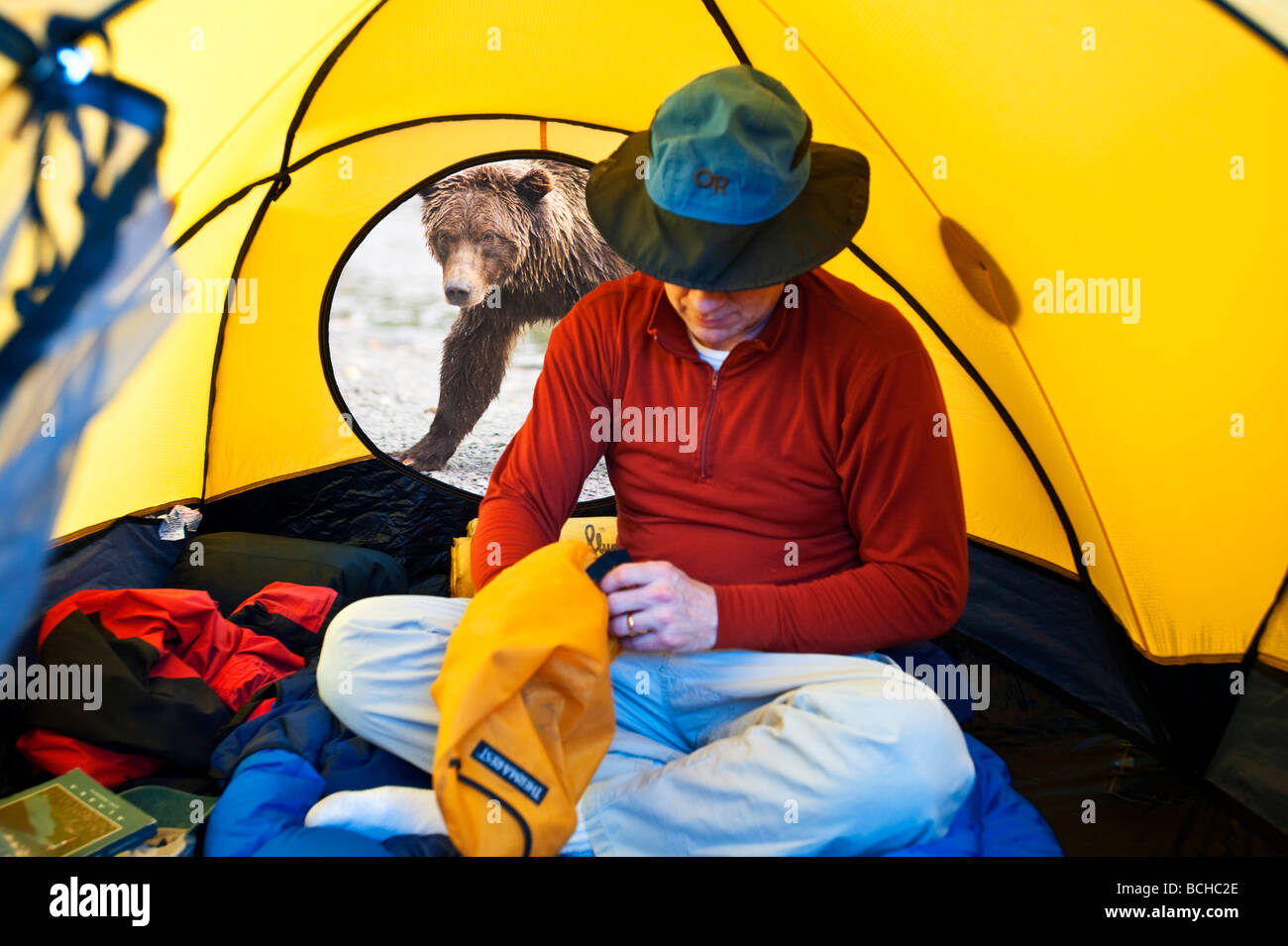 COMPOSITE Grizzly bear looking through tent door with man inside, Alaska COMPOSITE Stock Photo