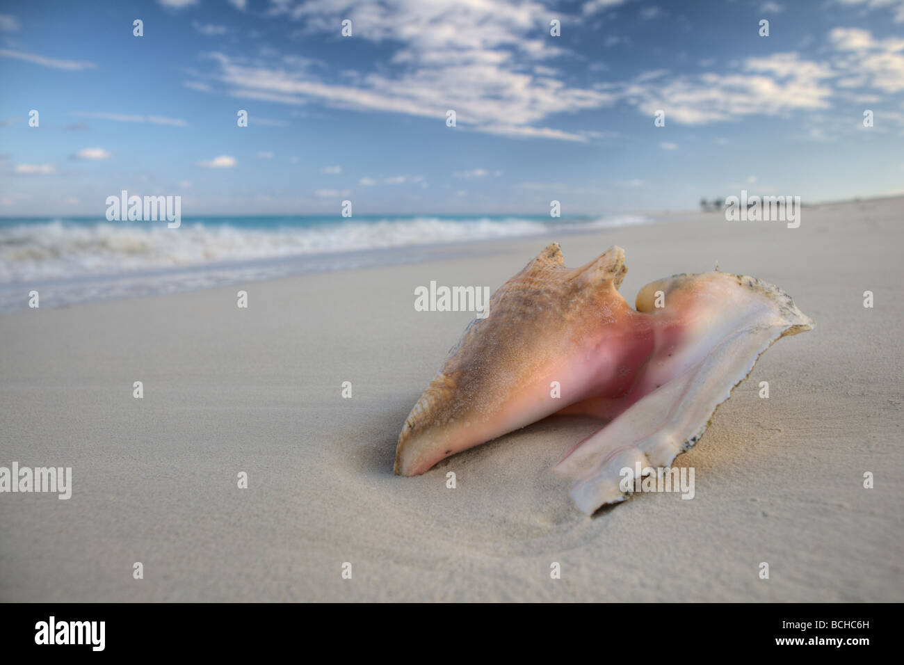 Chonch Shell on Beach Strombus gigas Providenciales Caribbean Sea Atlantic Ocean Turks and Caicos Stock Photo