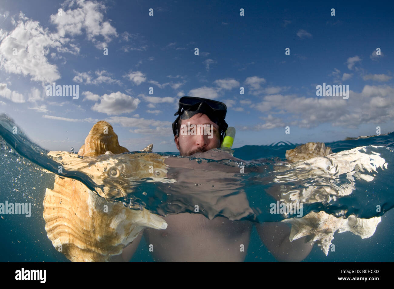 Diver holds Chonch Shell Strombus gigas Providenciales Caribbean Sea Atlantic Ocean Turks and Caicos Stock Photo