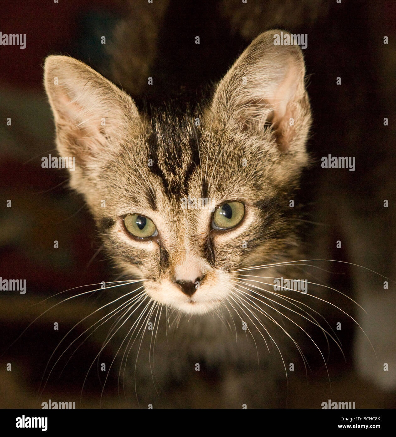 Head shot of a kitten Stock Photo
